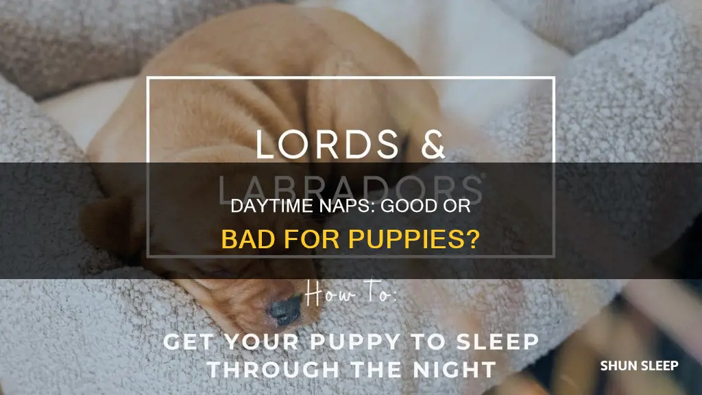 should you let a puppy sleep during the day