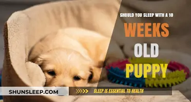 Puppy Sleep Training: When to Share Your Bed