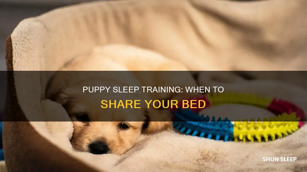should you sleep with a 10 weeks old puppy