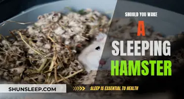 Should You Wake a Sleeping Hamster? Tips for Gentle Care