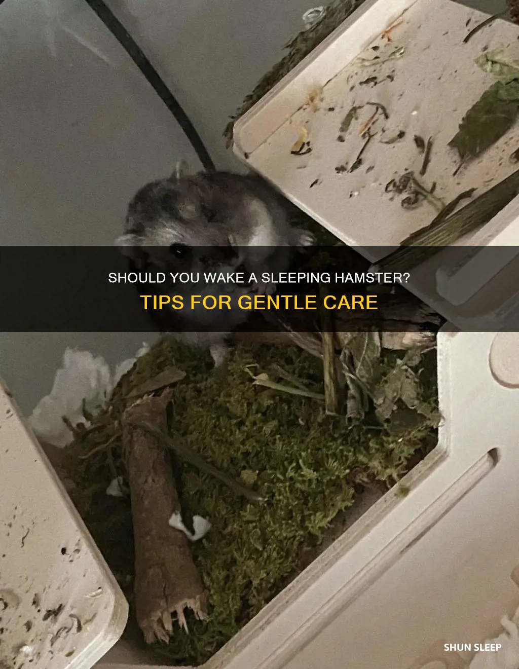 should you wake a sleeping hamster