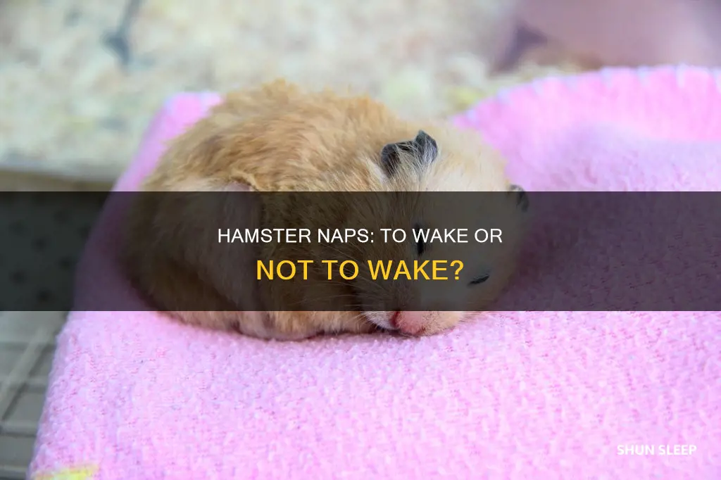 should you wake a sleeping hamster