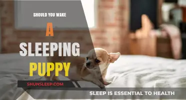 The Gentle Art of Waking: When to Disturb a Puppy's Slumber