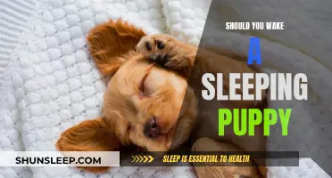 Let Sleeping Puppies Lie: The Importance of Uninterrupted Slumber