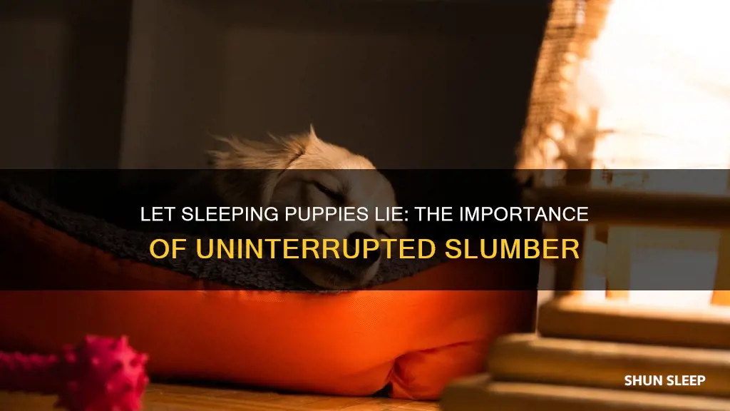 should you wake a sleeping puppy