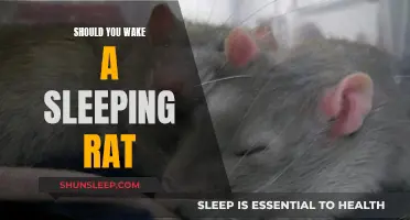 The Ethical Dilemma: Waking a Sleeping Rat