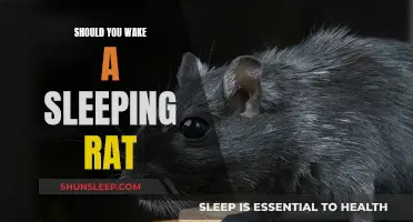 Rats: When to Let Them Sleep and When to Disturb Them