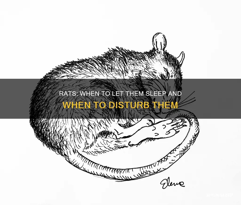 should you wake a sleeping rat