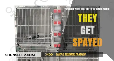 Crate Sleeping After Spaying: What’s Best for Your Dog’s Recovery?