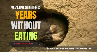 Hibernation Marvel: Animals That Sleep Without Eating for Years