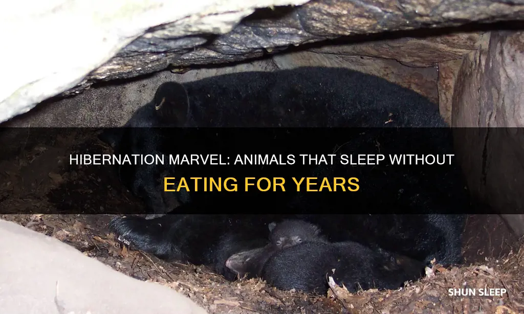 what animal can sleep for 3 years without eating
