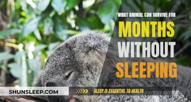 The Mystery of Sleep: Animals That Defy Nature's Call