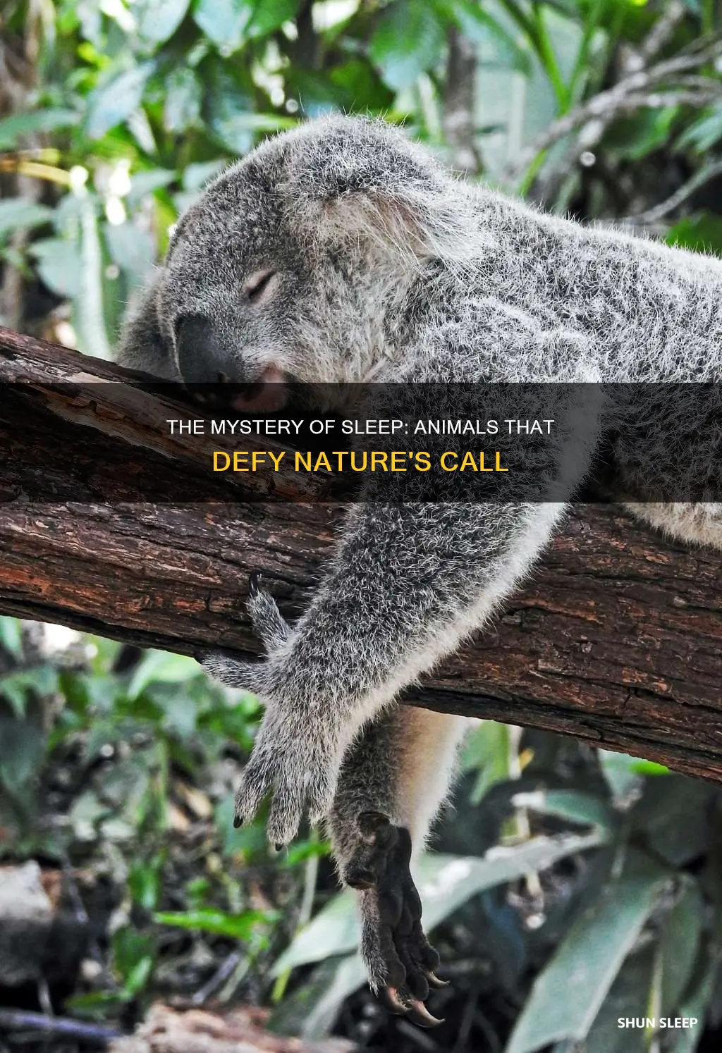 what animal can survive for months without sleeping