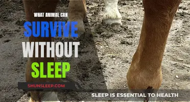 The Mystery of Sleep: Animals That Defy Slumber