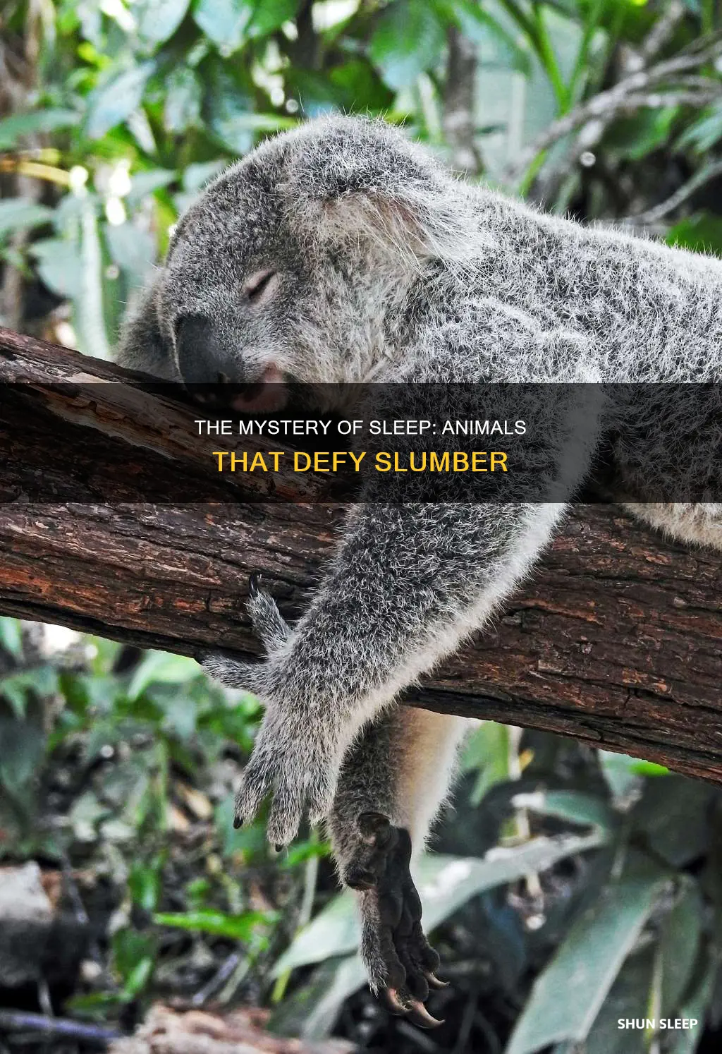 what animal can survive without sleep