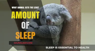 Unbelievable! Which Animal Sleeps the Least in the Wild?