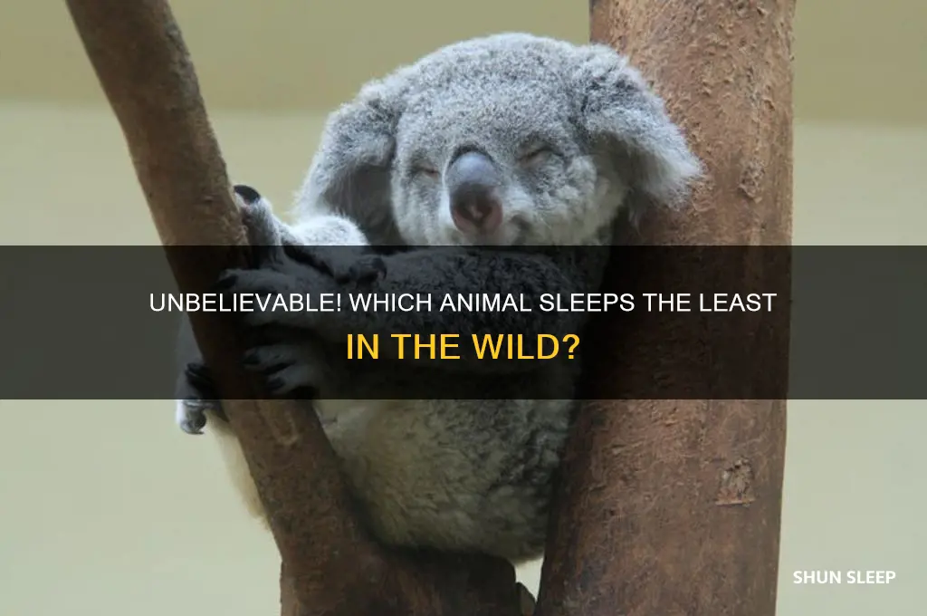 what animal gets the least amount of sleep