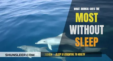 The Most Sleepless Animal: Who Can Stay Awake the Longest?