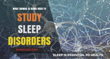 How Studying This Animal Helps Us Understand Sleep Disorders