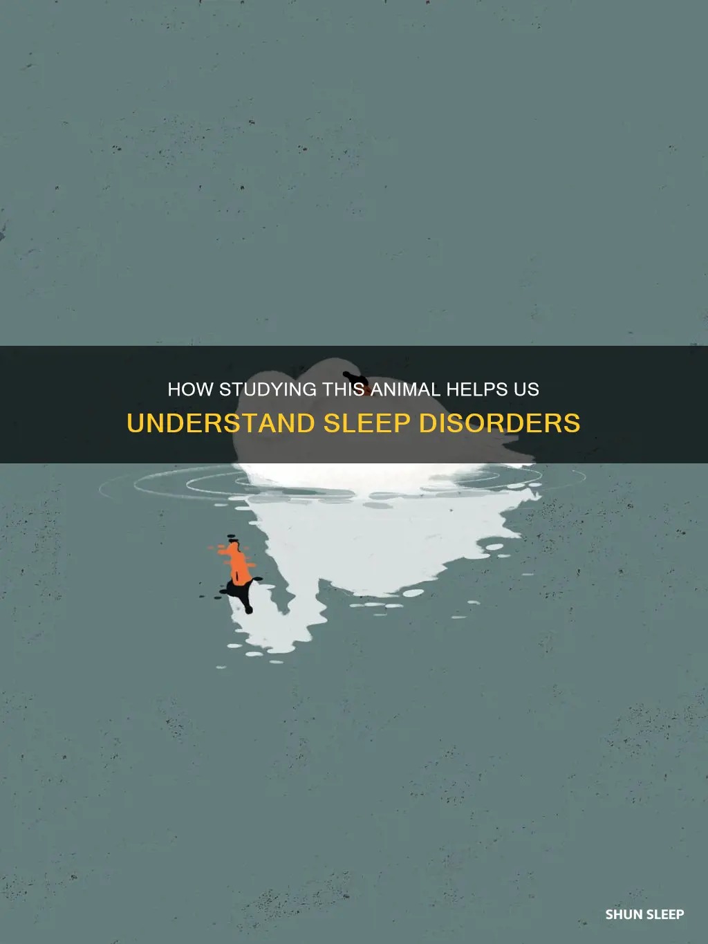 what animal is being used to study sleep disorders