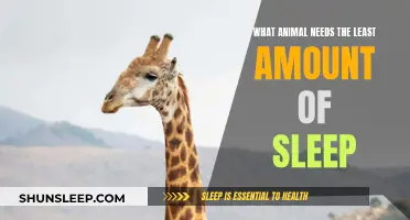 Sleep-Defying Animals: Who Needs the Least Slumber?