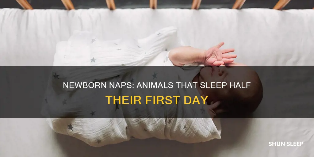 what animal sleep half the day after their born