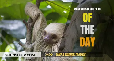 The Sleepyheads: Animals That Snooze Through 90% of the Day