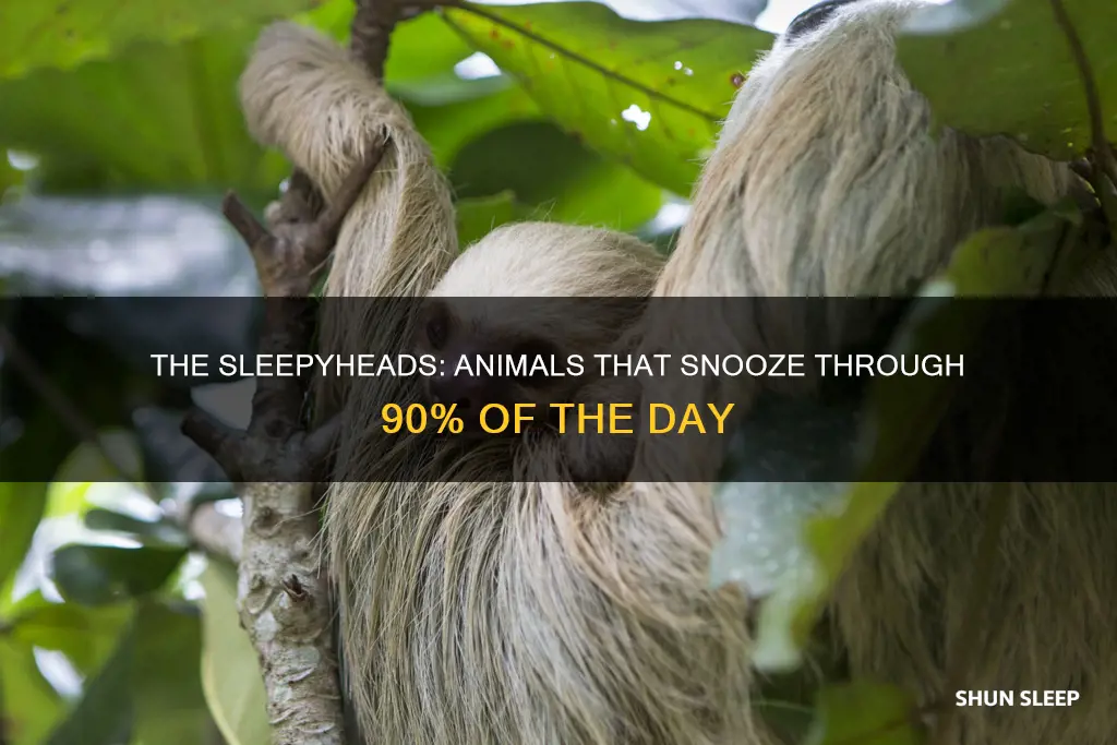 what animal sleeps 90 of the day