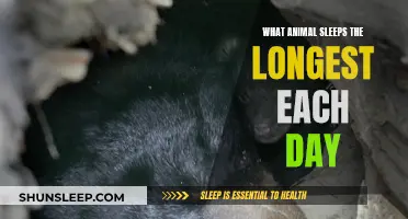 Which Animal Sleeps the Most Each Day?