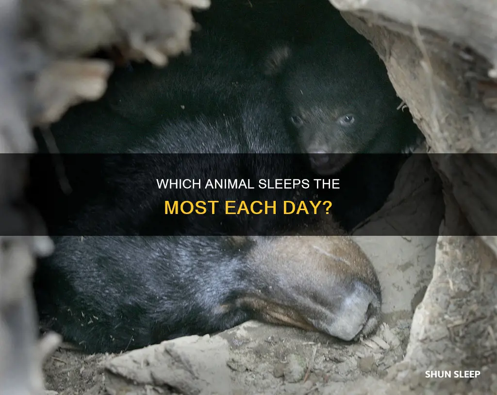 what animal sleeps the longest each day