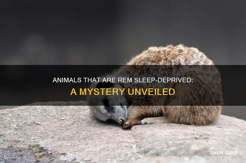 what animals do not have rem sleep