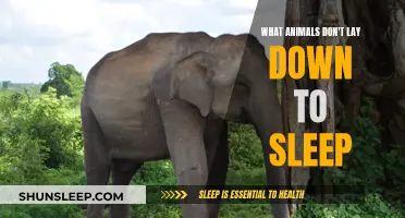 Animals That Sleep Standing Up: Uncommon Sleep Patterns Explained