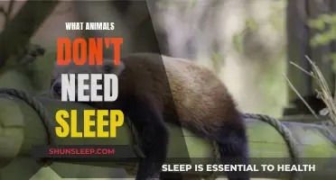 Animals That Can Function Without Sleep: Unraveling the Mystery