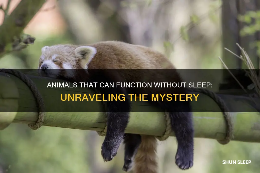 what animals don