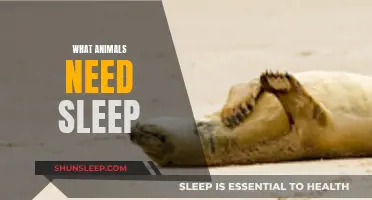 Animals and Sleep: Who Needs It and Why?