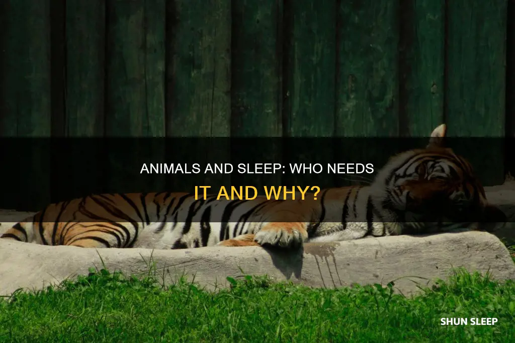 what animals need sleep