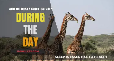 Daytime Sleepers: What Are These Animals Called?