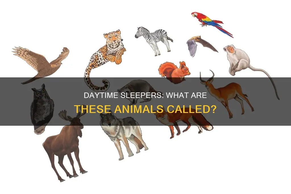 what are animals called that sleep during the day