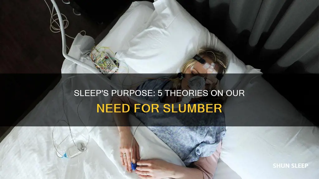 what are five proposed reasons for our need for sleep
