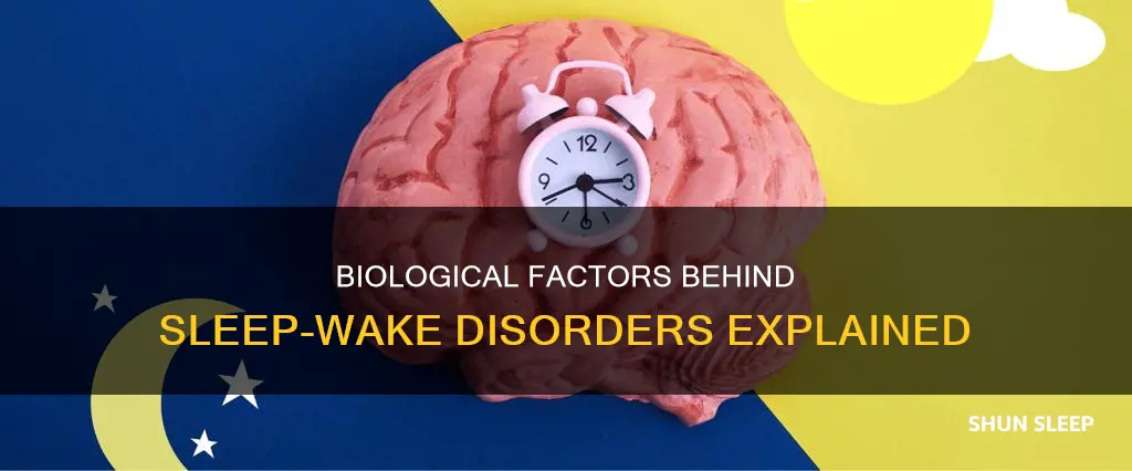 what are the biological factors of sleep-wake disorders