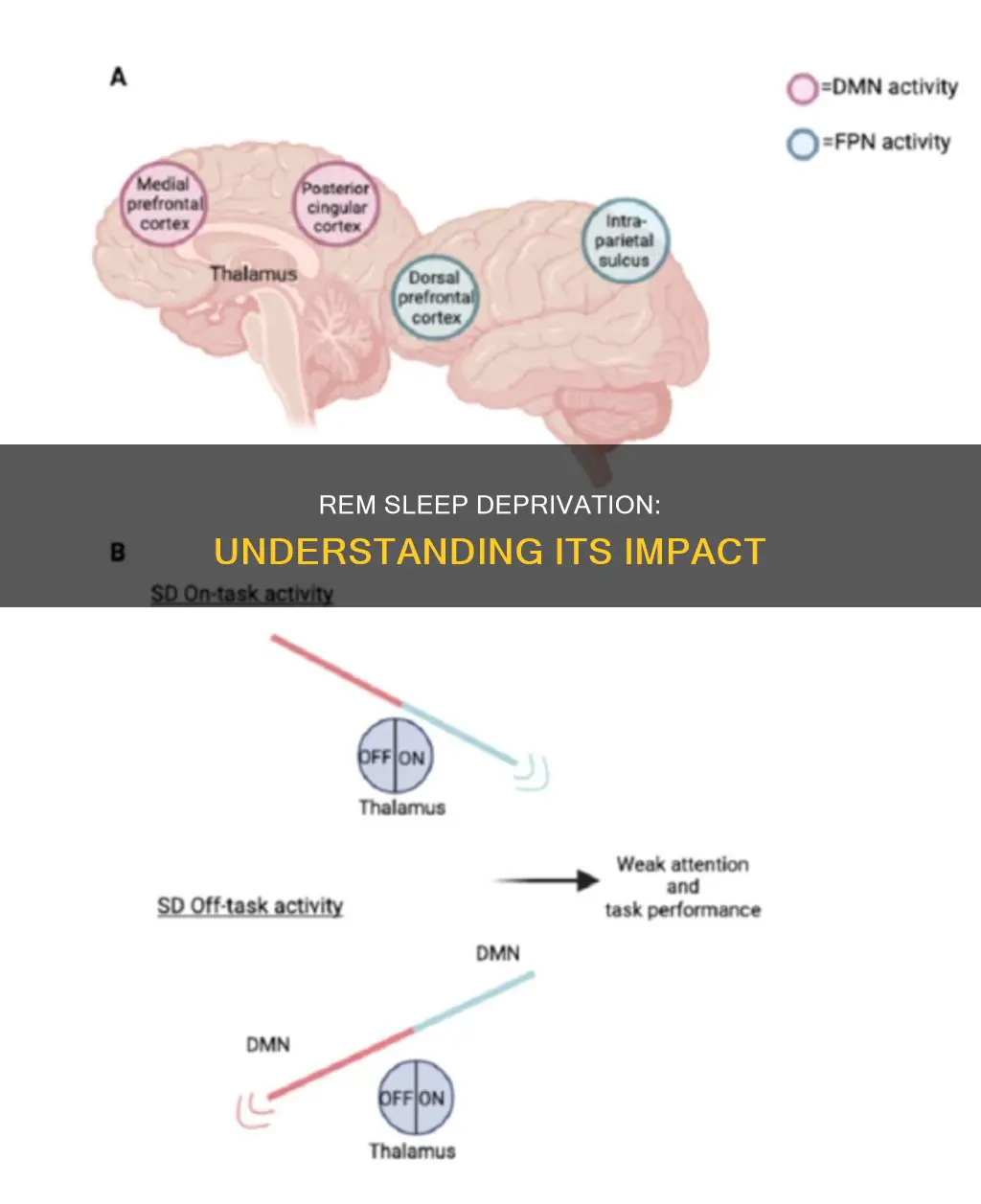 what are the effects of rem sleep deprivation