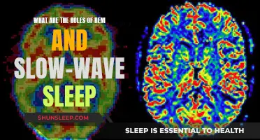 Understanding REM and Slow-Wave Sleep Functions