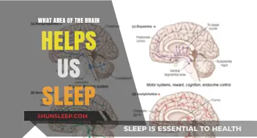 Unlocking Rest: The Brain's Sleep Center Explained Simply