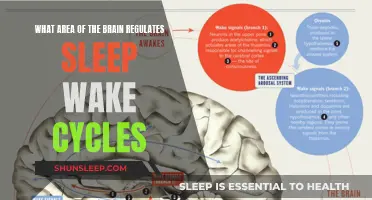 The Brain's Sleep-Wake Cycle Controller: Unlocking the Mystery