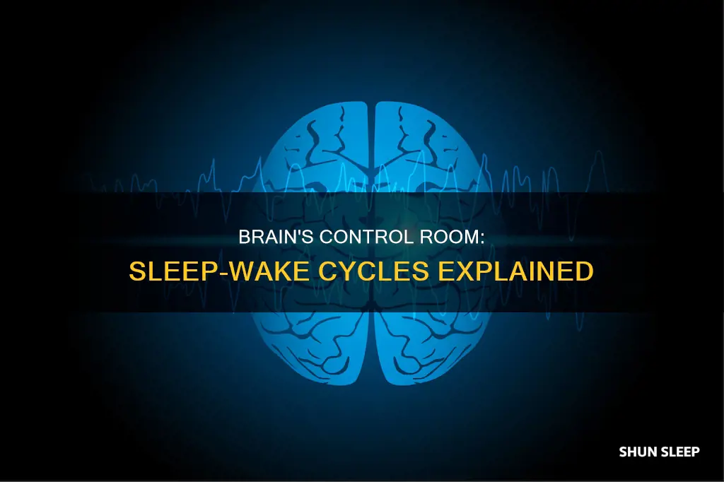 what area of the brain regulates sleep wake cycles