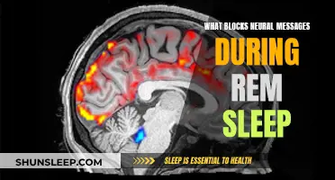 Brain Activity During REM Sleep: Neural Messages Blocked