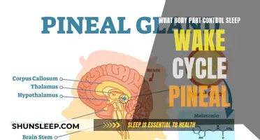 The Pineal Gland: Unlocking the Secrets of Sleep-Wake Cycles