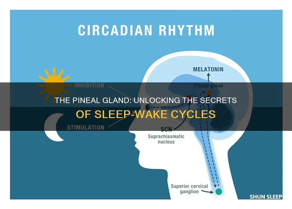 what body part control sleep wake cycle pineal