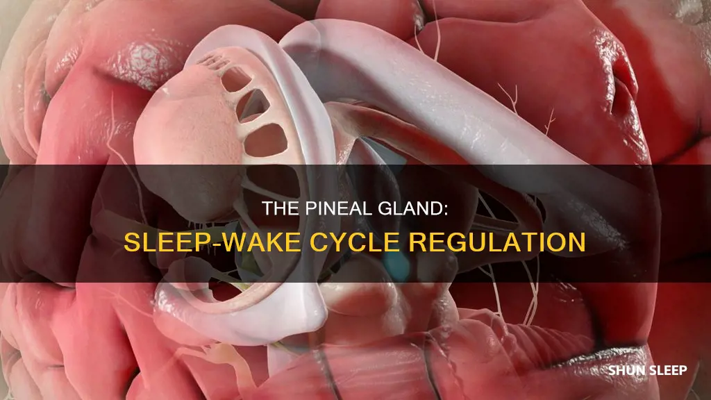 what body part control sleep wake cycle pineal
