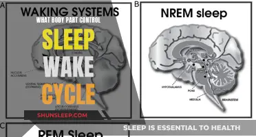 The Brain's Sleep-Wake Switch: Unlocking the Mystery of Our Biological Clock